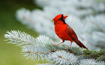Картинка животные кардиналы красная птица кардинал ель ветки