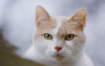 Картинка животные коты кот мордочка взгляд кошка