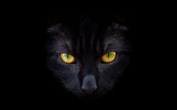 Картинка животные коты взгляд черный кошка кот