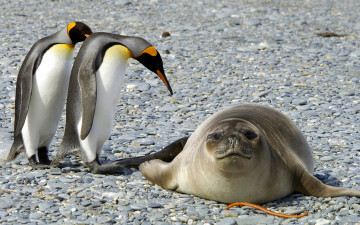 обоя животные, разные вместе, природа, снег, антарктида, птицы, тюлень, мороз, пингвины, лёд