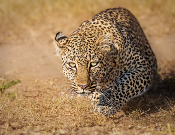 Обои картинки фото животные, леопарды, масаи-мара, дикая, кошка, kenya, кения, masai, mara, взгляд, леопард