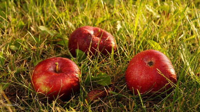 Обои картинки фото еда, Яблоки, капли, плоды, трава