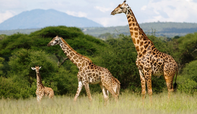 Обои картинки фото животные, жирафы, саванна, деревья, трава, семья