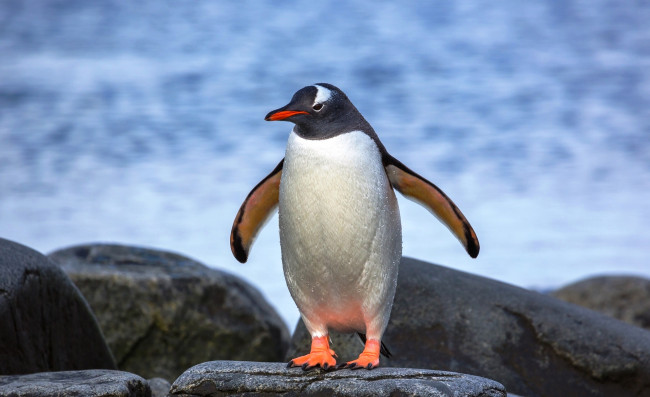 Обои картинки фото животные, пингвины, камни, море, птица, пингвин
