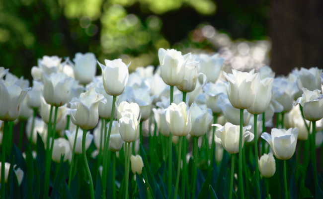Обои картинки фото цветы, тюльпаны, поле, белые