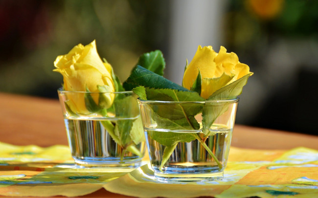 Обои картинки фото цветы, розы, бутоны, вода, стаканы