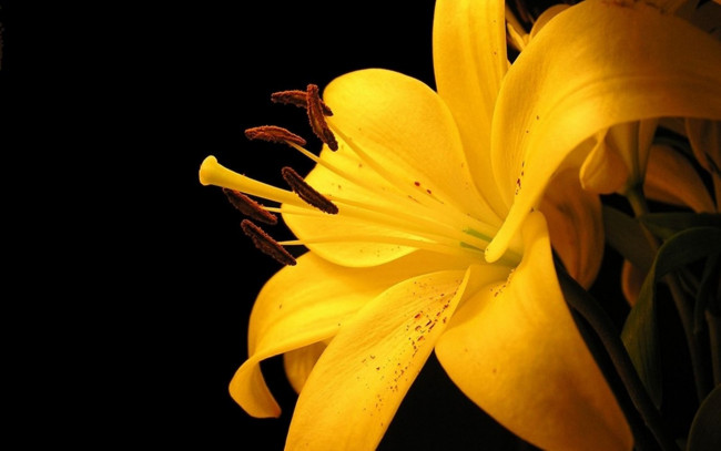 Обои картинки фото цветы, лилии,  лилейники, желтая, лилия, цветок