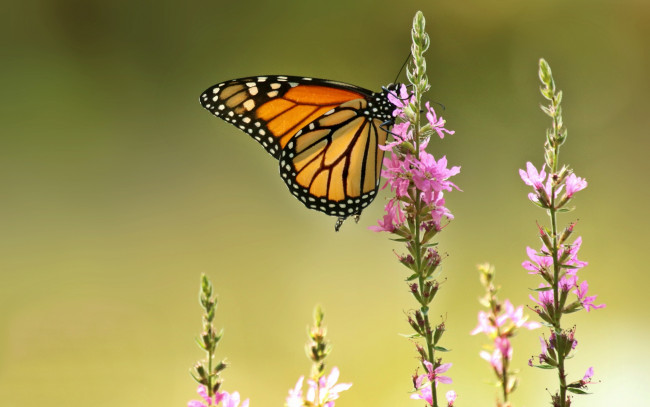 Обои картинки фото животные, бабочки,  мотыльки,  моли, данаида, монарх, плакун-трава, дербенник, иволистный, бабочка, фон, макро, цветы