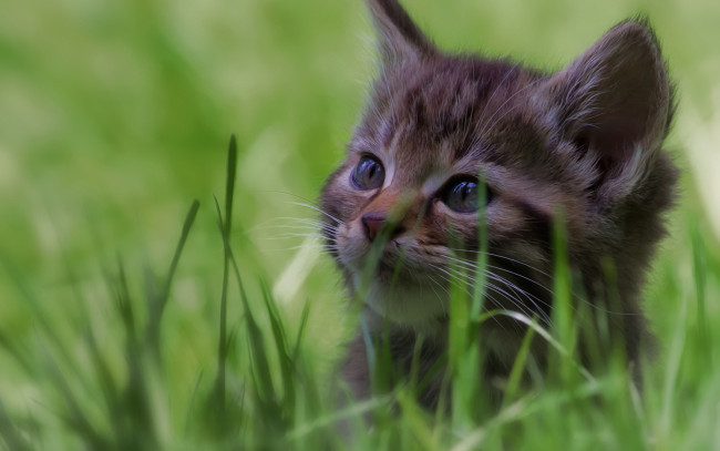 Обои картинки фото животные, коты, трава, котёнок, мордочка, боке, лесная, кошка, дикая