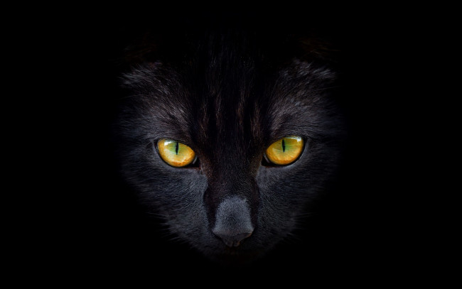 Обои картинки фото животные, коты, взгляд, черный, кошка, кот