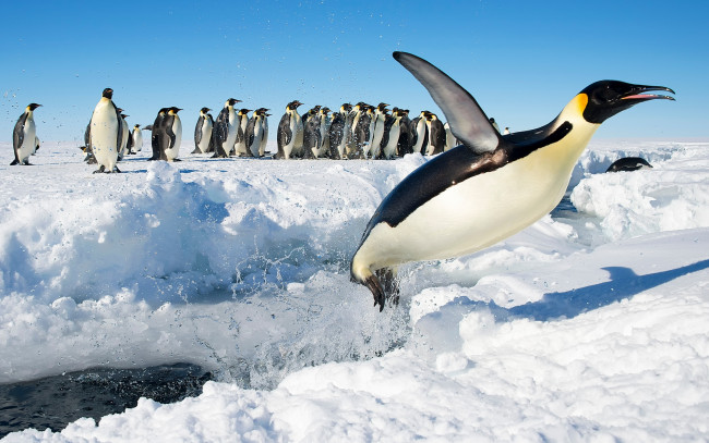 Обои картинки фото животные, пингвины, антарктида, прыжок, птицы, снег, императорский, пингвин