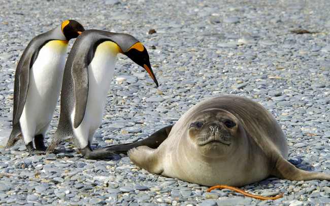 Обои картинки фото животные, разные вместе, природа, снег, антарктида, птицы, тюлень, мороз, пингвины, лёд