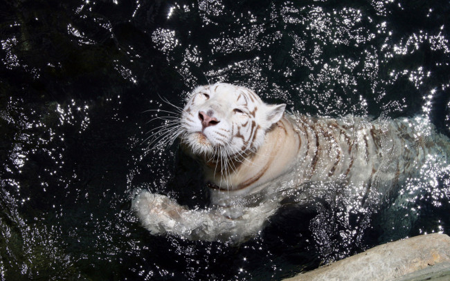 Обои картинки фото животные, тигры, хищник, белый, тигр, зверь, плавание, вода