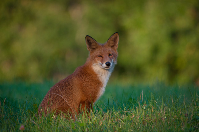 Обои картинки фото животные, лисы, рыжая, лиса, трава, взгляд, боке