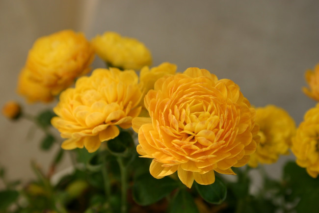 Обои картинки фото цветы, хризантемы, желтые