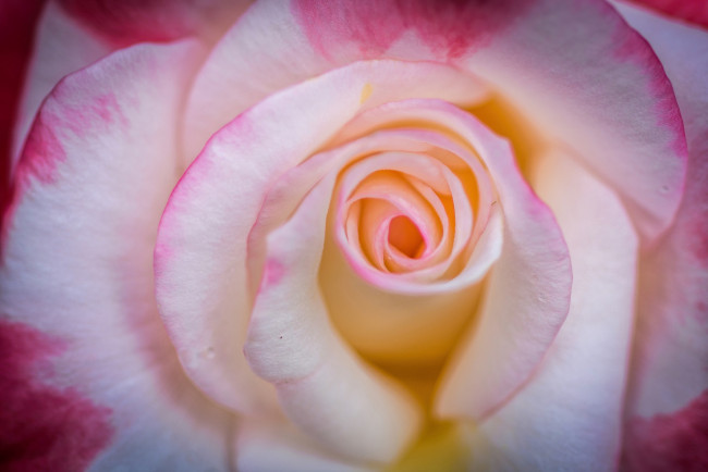 Обои картинки фото цветы, розы, роза, нежность, лепестки, макро, бутон