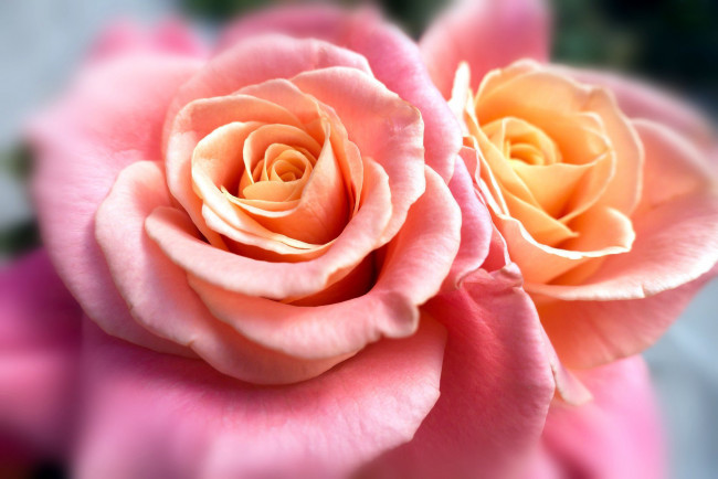 Обои картинки фото цветы, розы, розовый, макро, дуэт