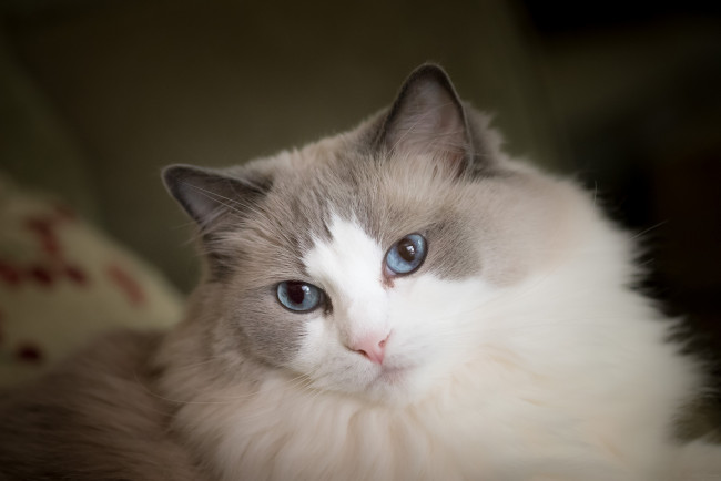 Обои картинки фото животные, коты, взгляд, пушистая, рэгдолл, мордочка, голубые, глаза, кошка
