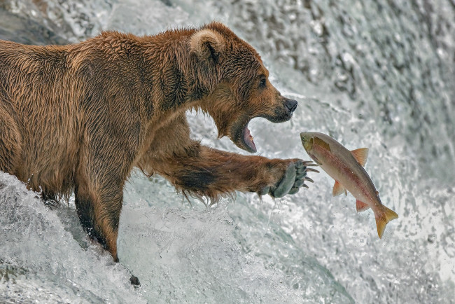 Обои картинки фото животные, медведи, река, медведь, рыба, форель, рыбалка, аляска
