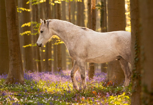 Обои картинки фото животные, лошади, цветы, лес, конь
