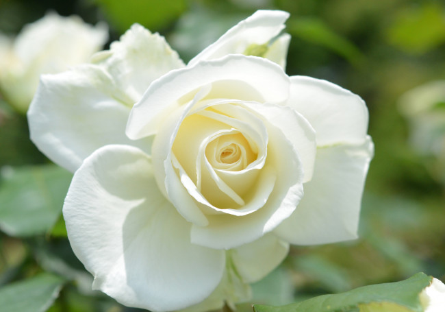 Обои картинки фото цветы, розы, белая, роза, лепестки, макро, бутон