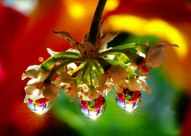 Обои картинки фото цветы, орхидеи, блики, капли, отражение, соцветие