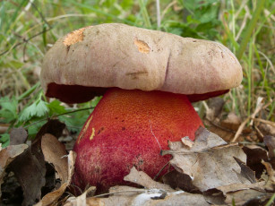Картинка гриб природа грибы