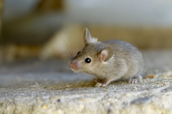 Картинка животные крысы +мыши мышка макро фон