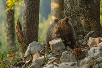 Картинка животные медведи хищник животное камни деревья природа медвежонок детёныш