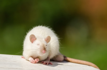 Картинка животные крысы +мыши фон природа мышка