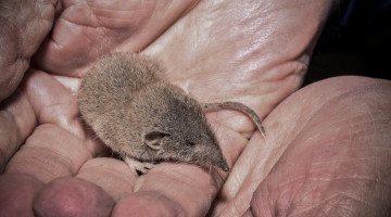 Картинка животные крысы +мыши руки ладонь мышка