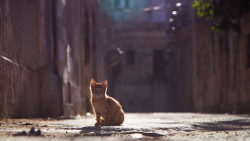 Картинка животные коты улица