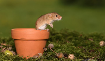 Картинка животные крысы +мыши мышка фон мышь-малютка природа