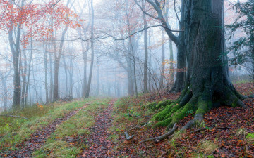 Картинка природа дороги осень деревья лес дорога