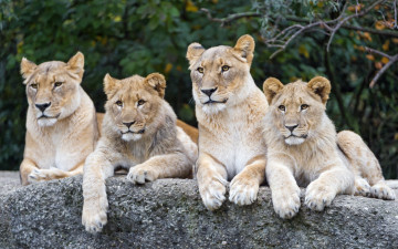 Картинка животные львы четверо