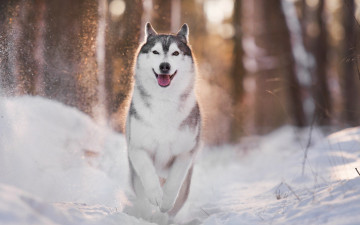 Картинка животные собаки зима собака свет хаски боке