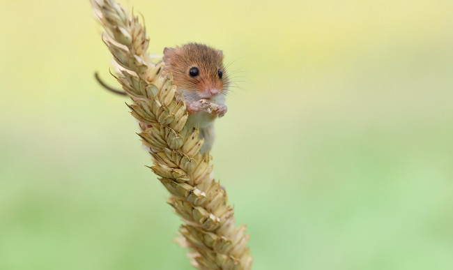 Обои картинки фото животные, крысы,  мыши, мышка, мышь-малютка, зерно, природа