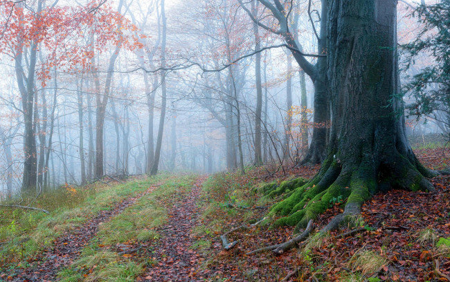 Обои картинки фото природа, дороги, осень, деревья, лес, дорога