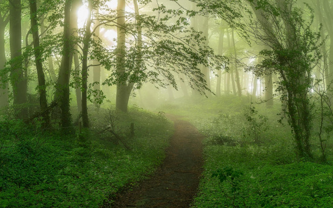 Обои картинки фото природа, лес, туман, тропинка, деревья