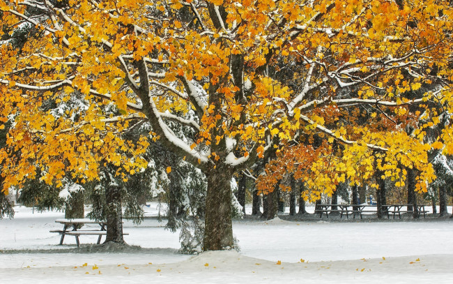 Обои картинки фото природа, парк, листья, скамья, осень, деревья, снег, стол