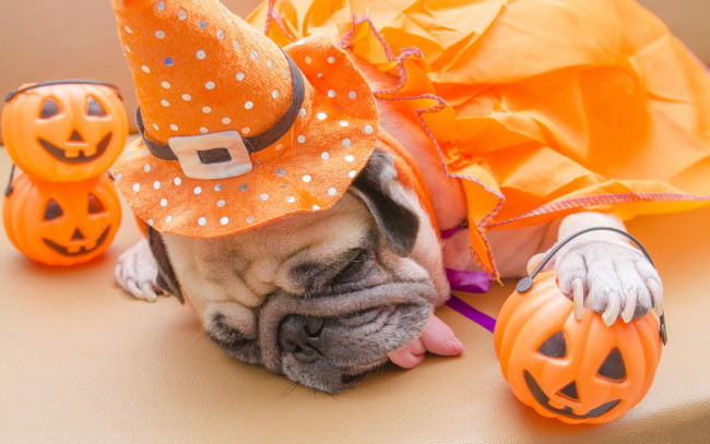 Обои картинки фото животные, собаки, halloween, игрушки, собака, тыква, хеллоуин, dogs, pumpkin, мопс
