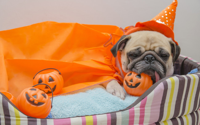 Обои картинки фото животные, собаки, тыква, хеллоуин, dogs, pumpkin, мопс, halloween, собака, игрушки