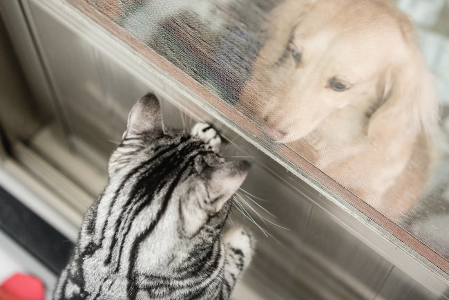 Обои картинки фото животные, разные вместе, собака, кошка, окно