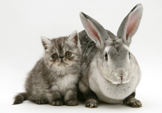 Обои картинки фото животные, разные вместе, кролик, котенок, серые