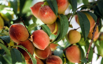 Картинка природа плоды персики