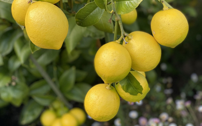 Обои картинки фото природа, плоды, лимоны
