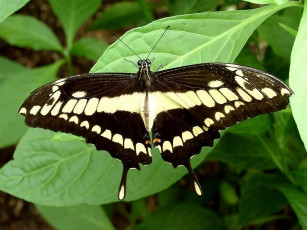 Картинка thoas swallowtail butterfly papilio palinurus животные бабочки