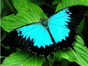 Картинка ulysses butterfly животные бабочки
