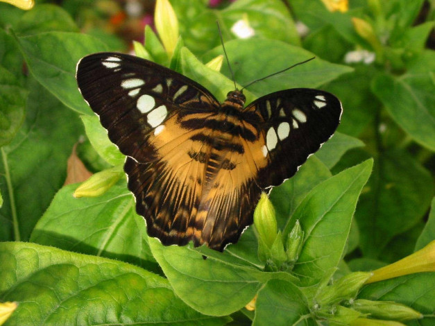 Обои картинки фото yellow, clipper, type, butterfly, at, the, house, mackinac, island, животные, бабочки