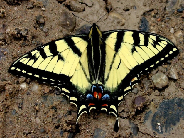 Обои картинки фото yellow, swallowtail, butterfly, животные, бабочки
